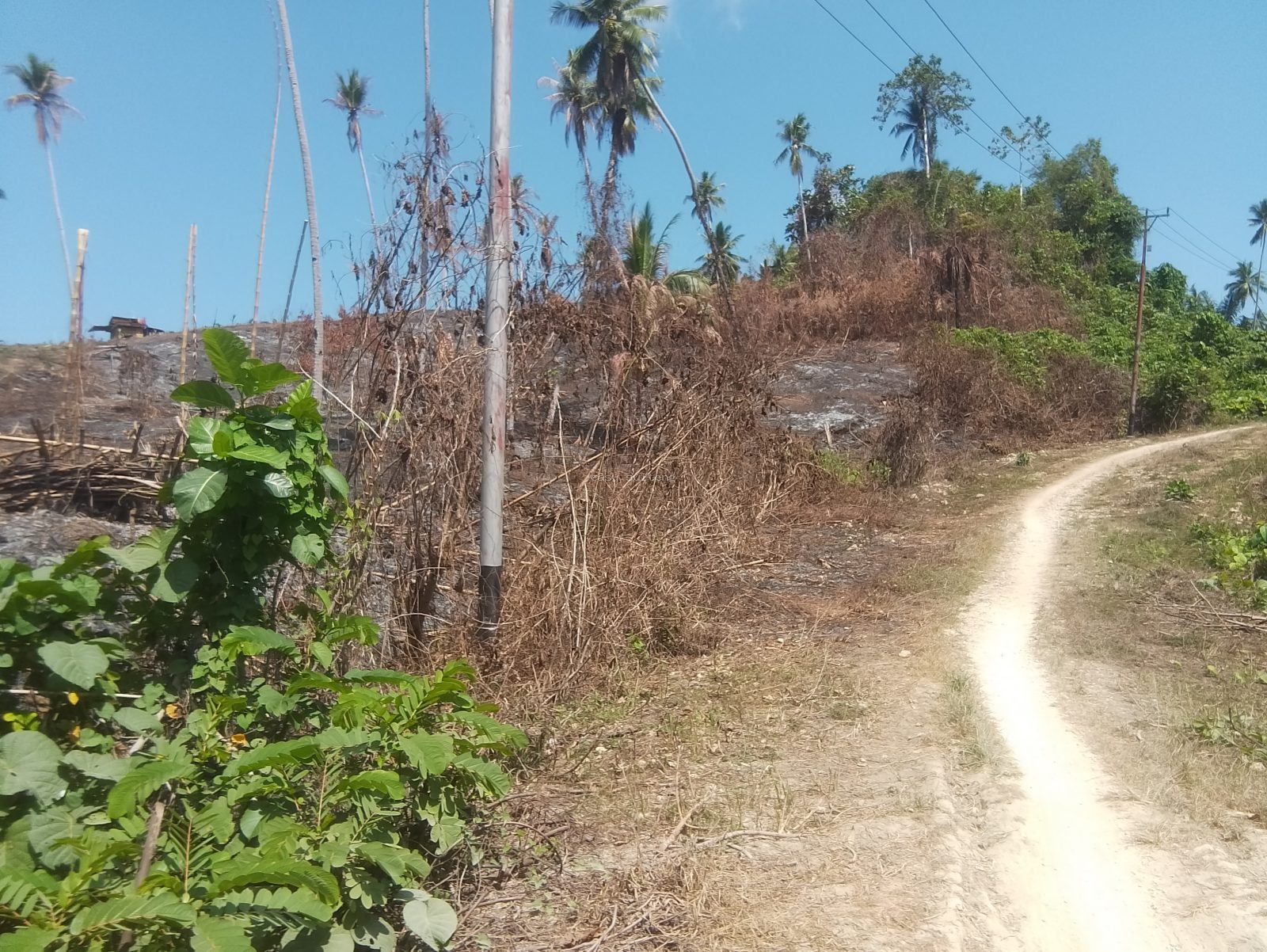 Lokasi kebakaran lahan perkebunan di Desa Luok, Kecamatan Walea Kepulauan, Kabupaten Tojo Una-Una.