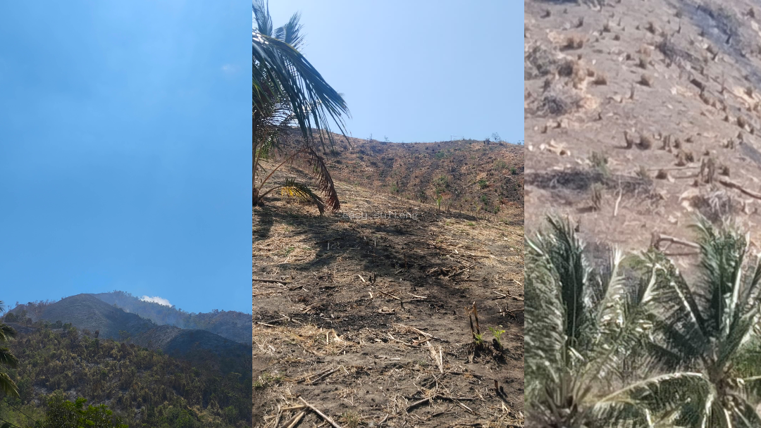 Kebakaran hutan dan lahan di Kabupaten Tojo Una-Una.