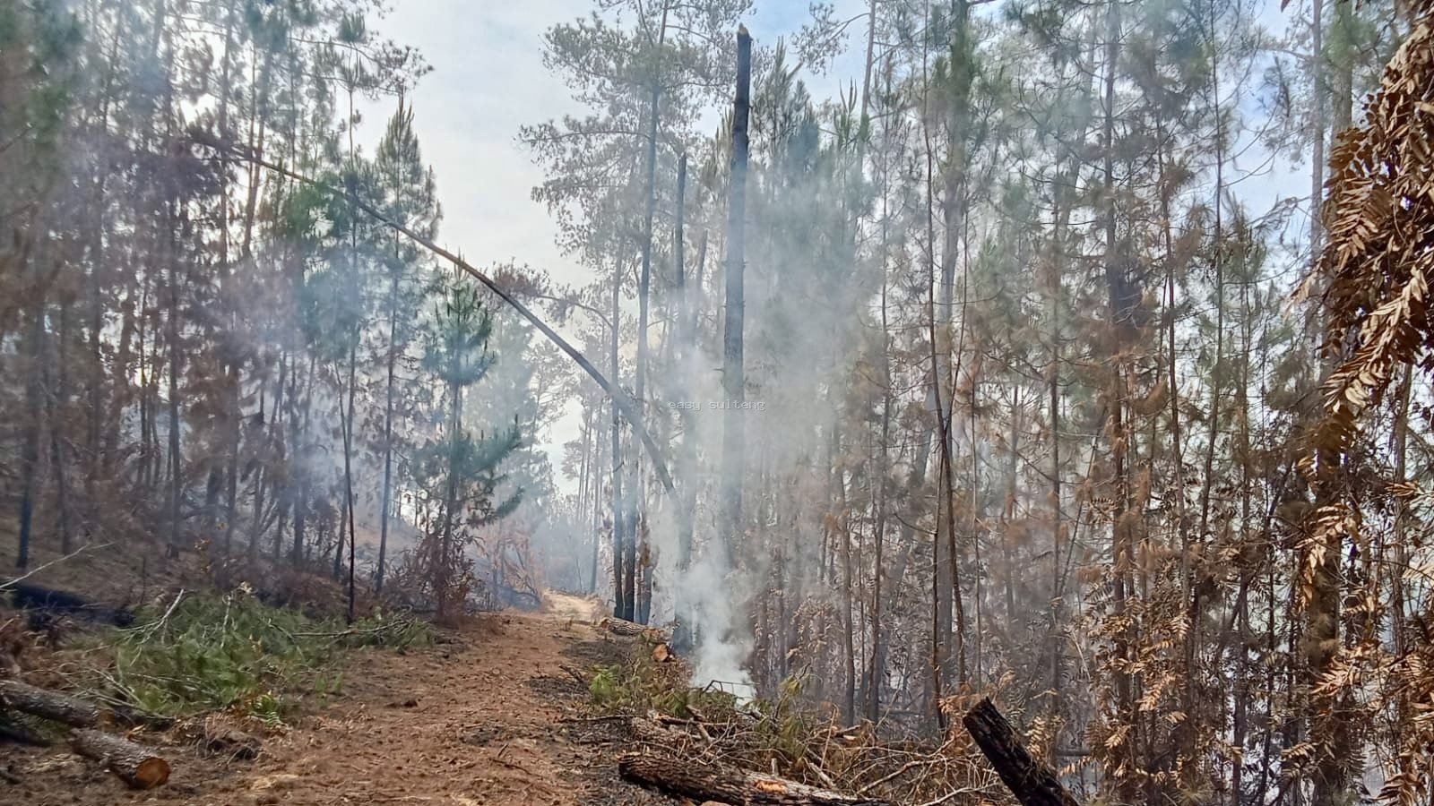 Kebakaran lahan pinus di Tamonjengi, Morowali Utara.