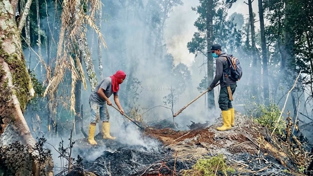 Tim gabungan BPBD, Polri, Polhut, Manggala Agni, dan warga Desa Berdikari saat berjibaku memadamkan kebakaran hutan lindung di Puncak Ranindi, Kecamatan Palolo, Kabupaten Sigi.